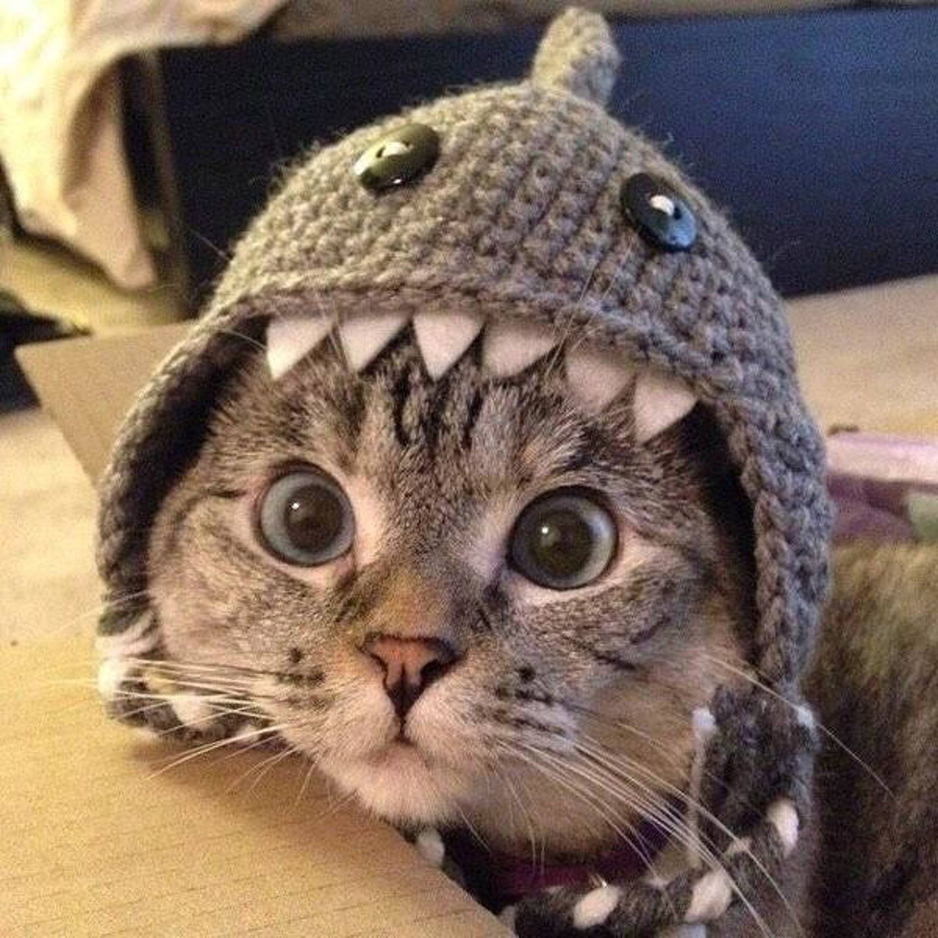 funny-cat-3682240040.jpeg